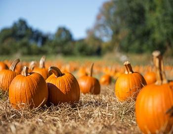 Pumpkin Patch in Big Bear | Big Bear Cool Cabins