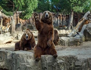 Grizzly Bear  San Diego Zoo